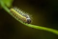 Close-up image of a caterpillar perched atop a bright green stem on a stick. Royalty Free Stock Photo