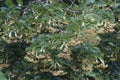 Close-up image of Caucasia linden in blossom