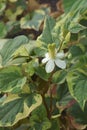 Close-up image of Chameleon plants Royalty Free Stock Photo