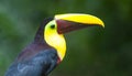 Close-up image of a Chestnut-billed Toucan in the rainforest.