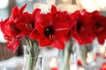 Close-up image of a Christmas dinner table centerpiece with amaryllis flowers. Royalty Free Stock Photo