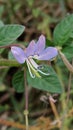 Close-up image of Cleome ruditospermain bloom