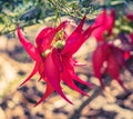 Close up image of a Clianthus Flower, commonly known as kakabeak