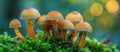 Orange mushrooms on moss