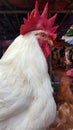 Close up image of cock`s head in market Royalty Free Stock Photo