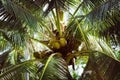 A close-up image of coconuts hanging on a palm tree Royalty Free Stock Photo