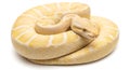 A coiled albino ball python with yellow and white markings on a white background Royalty Free Stock Photo