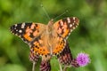 Close up image of colorful painted lady butterfly Royalty Free Stock Photo