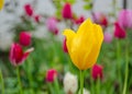 Close-up of yellow tulips with water drops with blurred green background, spring background, tulips field, springtime blossom Royalty Free Stock Photo