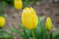 Close-up of yellow tulips with water drops with blurred green background, spring background, tulips field, springtime blossom Royalty Free Stock Photo