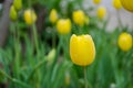 Close-up of yellow tulips with water drops with blurred green background, spring background, tulips field, springtime blossom Royalty Free Stock Photo