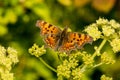 A close up image of a Comma butterfly, Polygonia