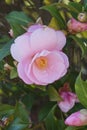 Close-up image of Common camellia flower