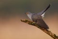 Close up image of a common cuckoo perched on a branch Royalty Free Stock Photo