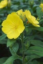 Close-up image of Common evening primrose flowers