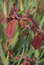 Close-up image of Copper iris flowers Royalty Free Stock Photo