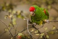 Close up image of cordilleran parakeet
