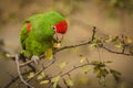 Close up image of cordilleran parakeet