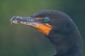 the head of an cormoran with green eyes looking out