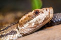 Close up image of cottonmouth snake (Agkistrodon piscivorus)