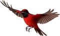 Close-up Image Of A Crimson Chat Bird. AI-generated.