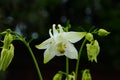 Close up image of Crimson Star Columbine flower blossoms in a garden Royalty Free Stock Photo