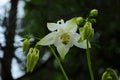 Close up image of Crimson Star Columbine flower blossoms in a garden Royalty Free Stock Photo