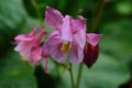 Close up image of Crimson Star Columbine flower blossoms in a garden Royalty Free Stock Photo