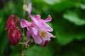 Close up image of Crimson Star Columbine flower blossoms in a garden Royalty Free Stock Photo