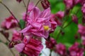 Close up image of Crimson Star Columbine flower blossoms in a garden Royalty Free Stock Photo