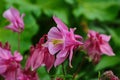 Close up image of Crimson Star Columbine flower blossoms in a garden Royalty Free Stock Photo