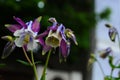 Close up image of Crimson Star Columbine flower blossoms in a garden Royalty Free Stock Photo