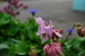 Close up image of Crimson Star Columbine flower blossoms in a garden Royalty Free Stock Photo