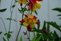 Close up image of Crimson Star Columbine flower blossoms in a garden Royalty Free Stock Photo