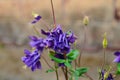 Close up image of Crimson Star Columbine flower blossoms in a garden Royalty Free Stock Photo