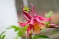 Close up image of Crimson Star Columbine flower blossoms in a garden Royalty Free Stock Photo