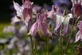 Close up image of Crimson Star Columbine flower blossoms in a garden Royalty Free Stock Photo