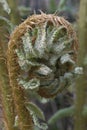 Close up image of crozier of Thick stemmed wood fern.