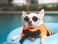 Image of a cute brown short hair chihuahua dog wearing sunglasses and  orange life jacket or life vest sitting in blue swimming Royalty Free Stock Photo