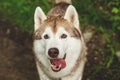 Close-up image of cute dog breed siberian husky in the forest. Portrait of friendly dog looks like a wolf Royalty Free Stock Photo