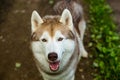 Close-up image of cute dog breed siberian husky in the forest. Portrait of friendly dog looks like a wolf Royalty Free Stock Photo