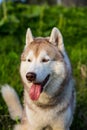 Close-up image of cute dog breed siberian husky in the forest on a sunny day. Royalty Free Stock Photo