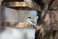 Close-up Image of cute marsh tit bird sitting in the birdfeeder in the winter forest on sunny day Royalty Free Stock Photo