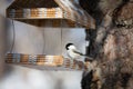 Close-up Image of cute marsh tit bird sitting in the birdfeeder in the winter forest on sunny day Royalty Free Stock Photo