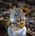 Close up image of a cute red-tailed squirrel eating a twig.