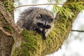 Close-up image of a cute young raccoon head Procyon lotor looking out and around Royalty Free Stock Photo