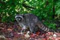 Raccoon Procyon lotor in the bush with some thrown away human food waste like bread