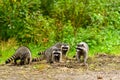 Close-up image of a cute young raccoon Procyon lotor Royalty Free Stock Photo