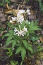 Close-up image of Cutleaf toothcup plant Royalty Free Stock Photo