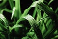 Close up image of cymbopogon nardus on black background, after rain.